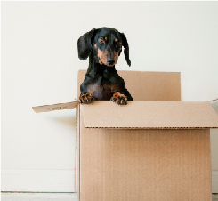 Boxes Image Boxes Image